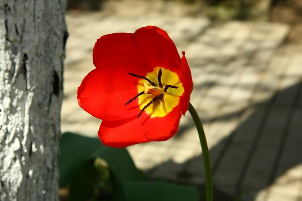 Red tulip on a walk in the village