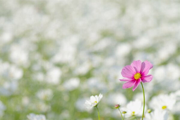 Kleine Blumen wachsen auf den Lichtung