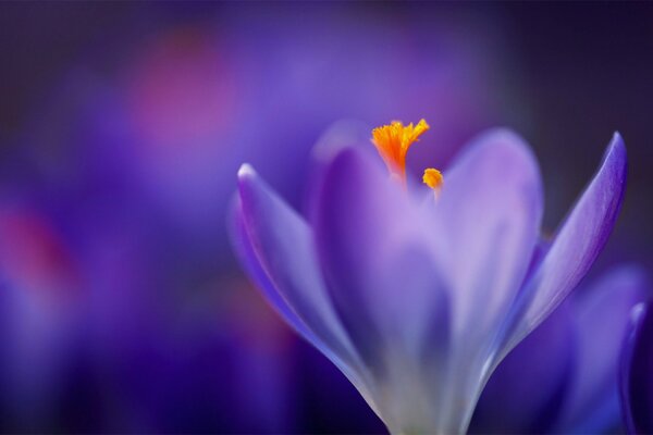 Violet flower on the background