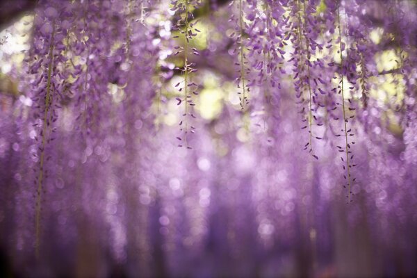 Flores púrpuras que cuelgan del árbol