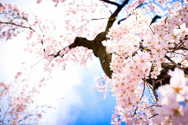 Fleurs de cerisier sur fond de ciel