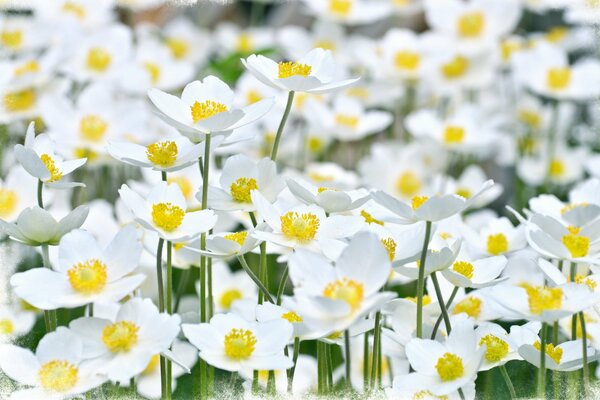 Stilvolle Sommerblumen weiße Gänseblümchen