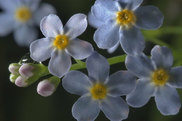 Forget-me-nots flowers in macro shooting