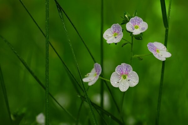 Flores de verano bajo la lluvia