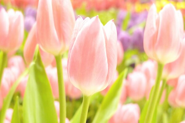 Pink tulips in the garden in spring