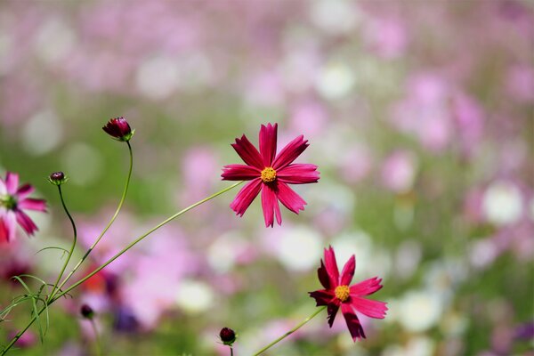 Pétales rouges et brillants de cosmea