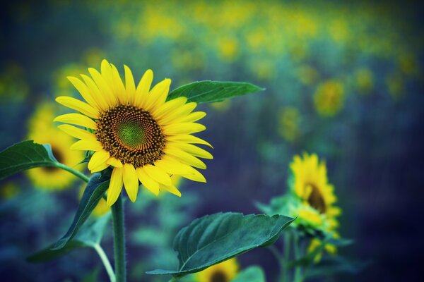 The most beautiful sunflowers grow in the field