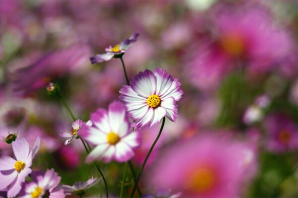 Suave cosmea en el campo