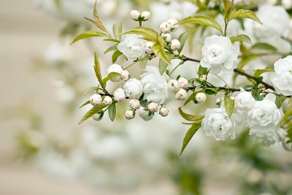 Ramo di fiori bianchi con fogliame verde