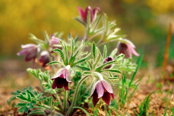 Fiori viola sulla terra