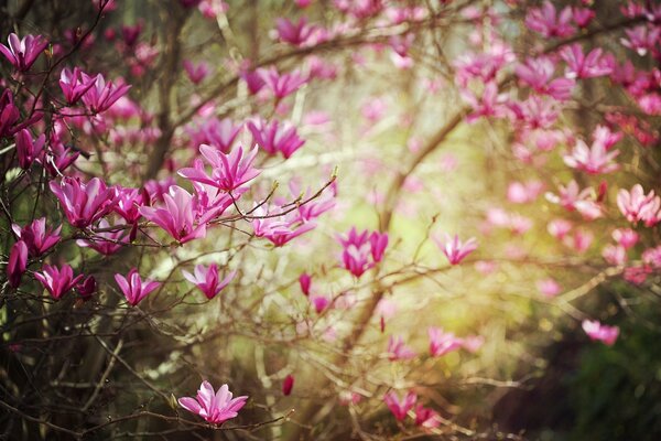 Kwiaty magnolii kwitną na gałęziach wiosną