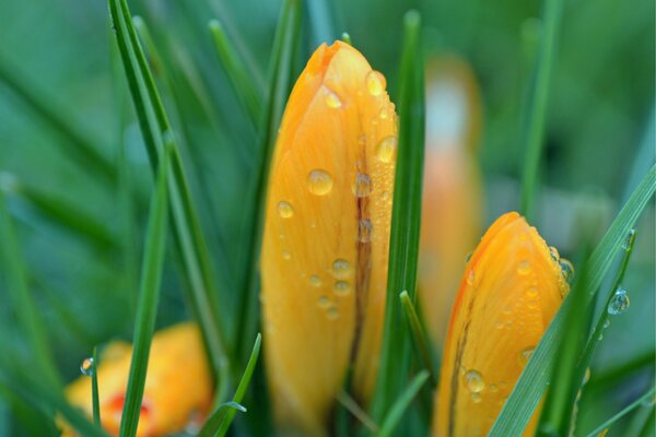 Hermosos brotes amarillos con gotas en la hierba