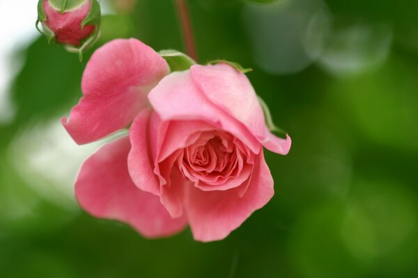 Bouton de rose sur fond flou