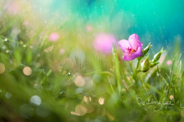 Fiore rosa nell erba sotto la pioggia estiva