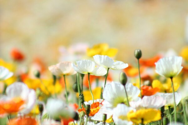 Un sacco di fiori colorati sotto il sole