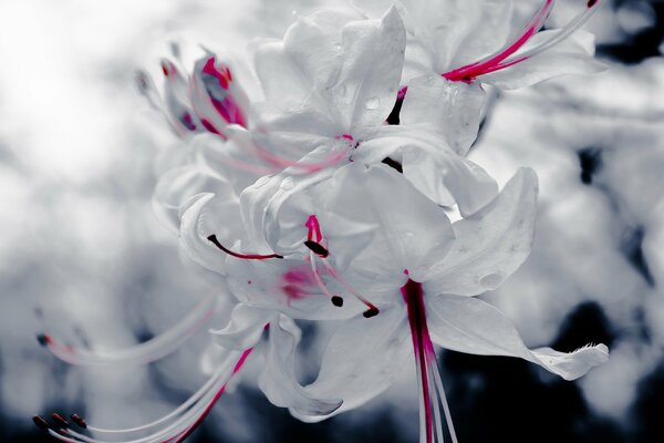 White and red beautiful photo of a flower on the desktop