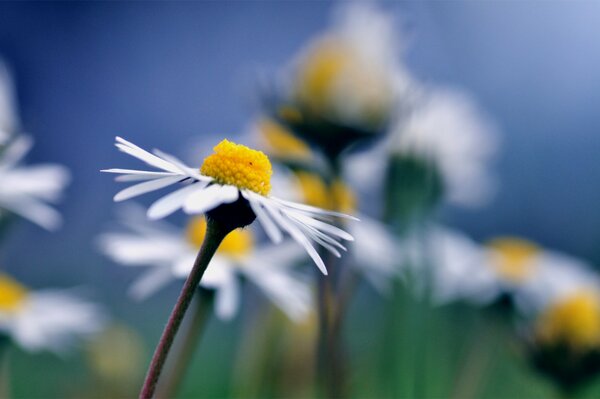 Kamillenblüte auf verschwommenem Hintergrund