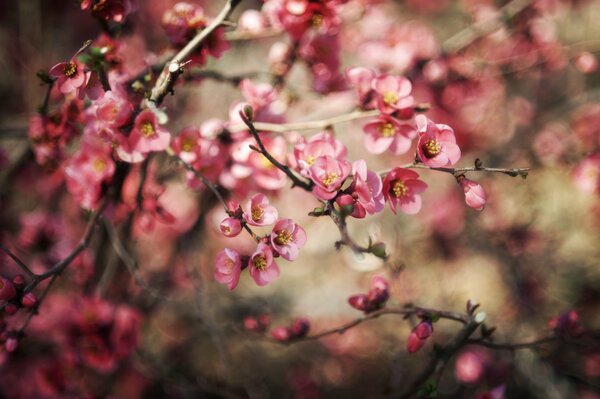 Ein Busch mit rosa Blüten , ein Zweig im Vordergrund , der Rest ist verschwommen