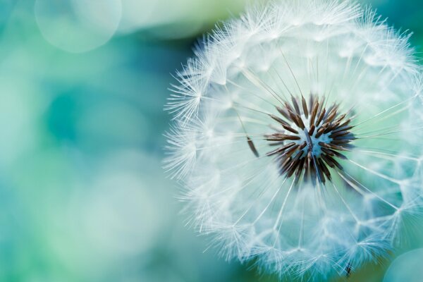 White, airy dandelion photo