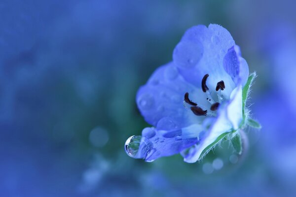 Blue flower with water drops