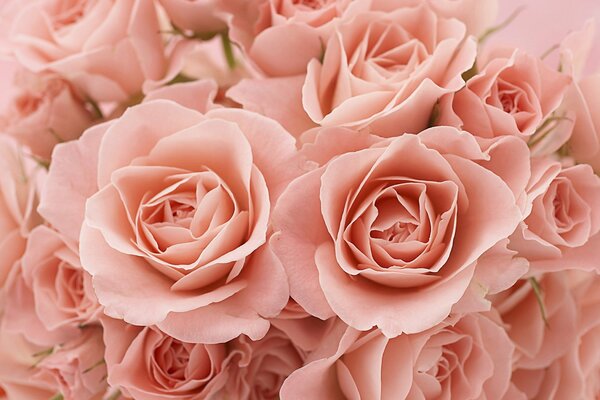 Rosa Rosenknospen in einem Blumenstrauß