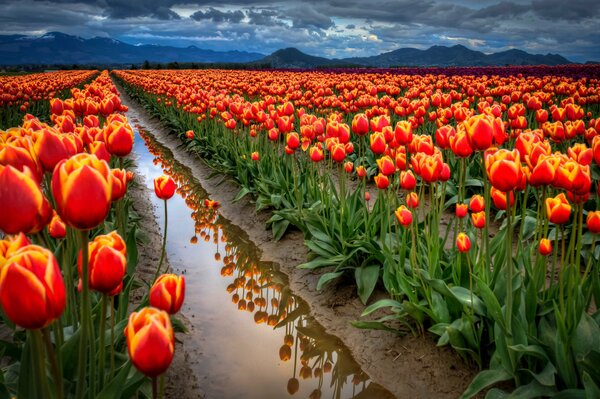 Un sentier parmi un champ de Tulipes