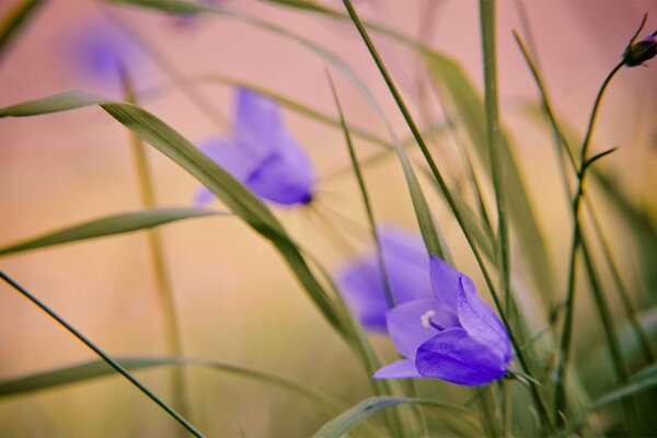 Douces cloches lilas à l aube