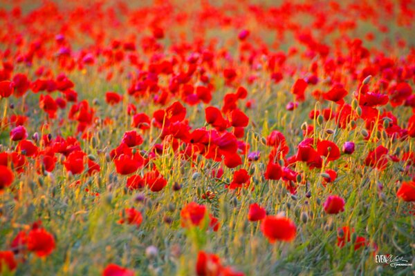 Clairière aux coquelicots rouges