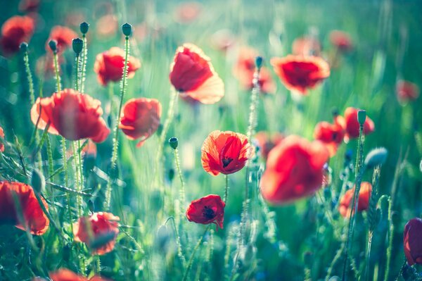 Coquelicots dans l herbe sur fond flou