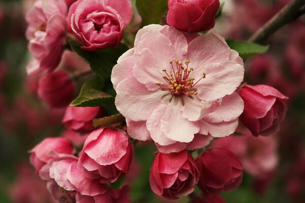 Blooming branch of the apple tree macro in spring