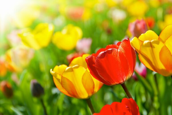 Helle Tulpen wärmen sich in der Sonne