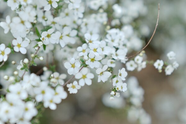 Foto de hermosas flores blancas lisas en una rama