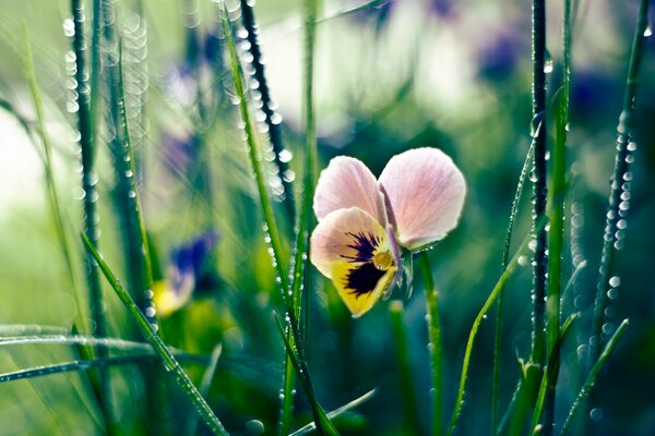 Stiefmütterchenblume mit Tautropfen im Gras