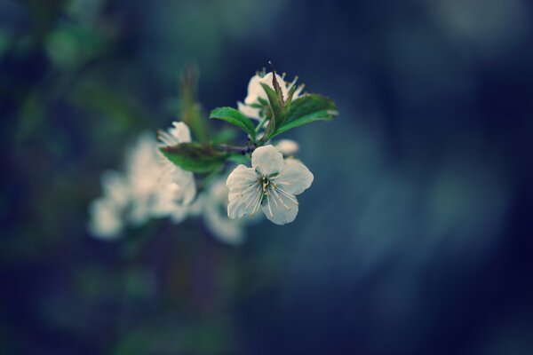 Frühlingsblüte des Kirschbaums