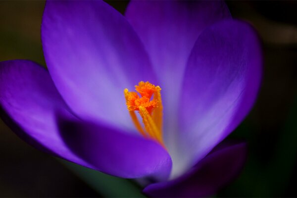 Purple crocus flower macro photo