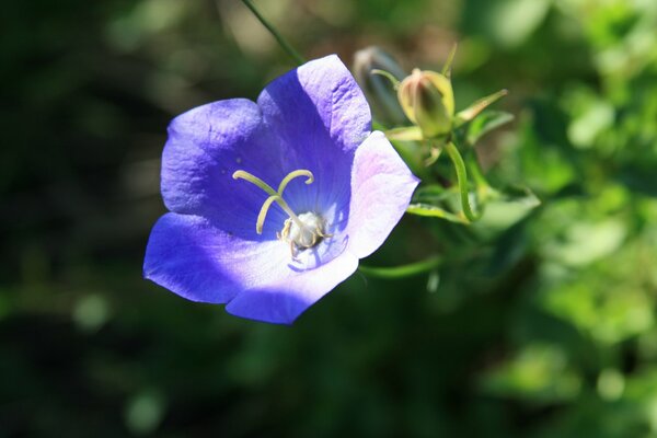 Campana azul en el Jardín del pueblo