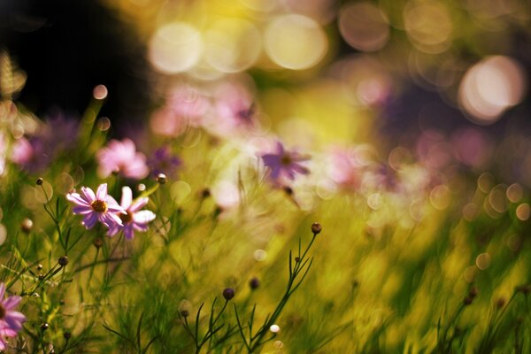 Pradera bañada por el sol con flores