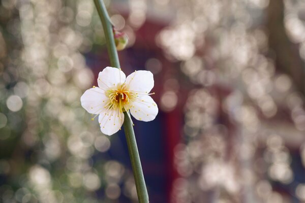 White flower, macro, blur