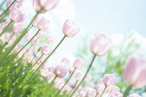 Pink tulips on long stems