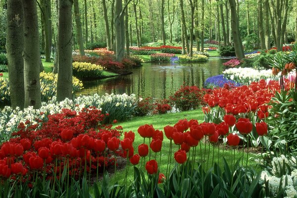 Ein Garten mit Tulpen in den Niederlanden