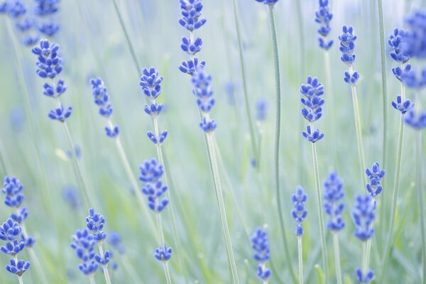 Lavendelblüten im Fokus auf verschwommenem Hintergrund