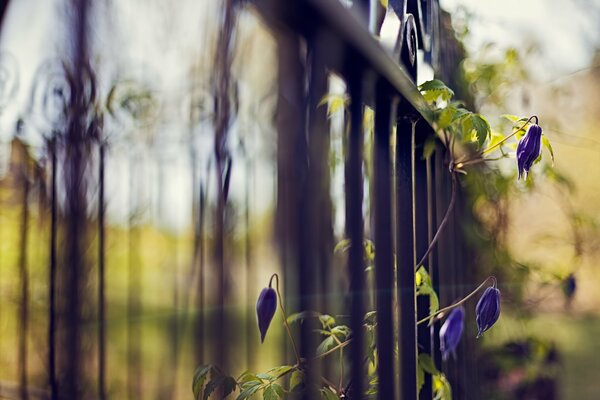 The fence has blue flowers