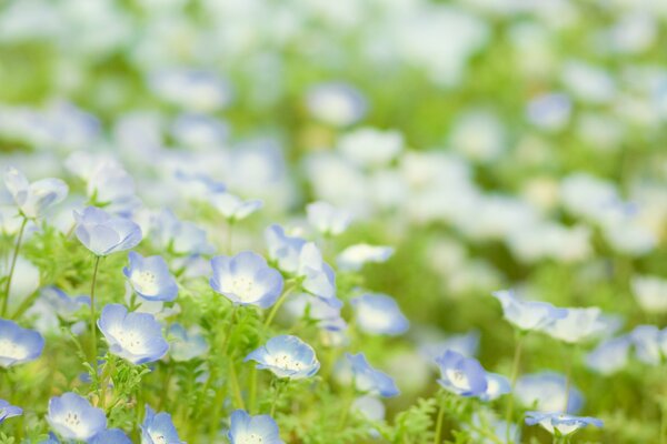 Claro de primavera de flores azules