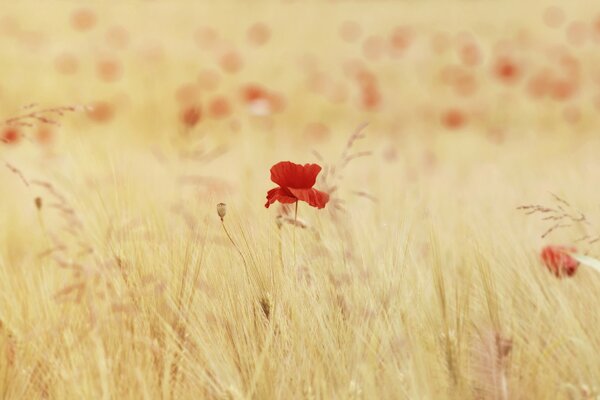 Poppies in a field of wheat ears