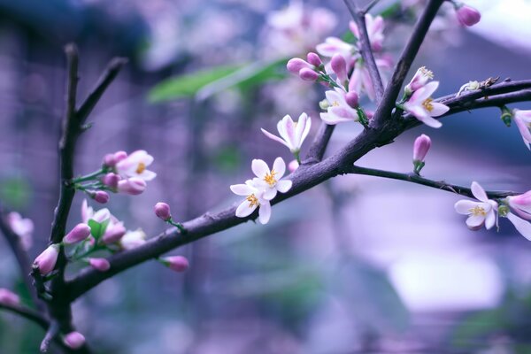 A branch of cherry blossoms on a blurry background