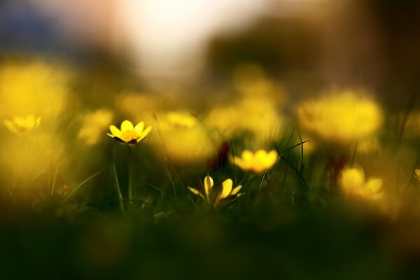 Gelbe Blüten von Schöllkraut im Bokeh-Effekt