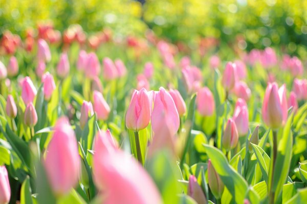 Wiosenne pola różowych tulipanów