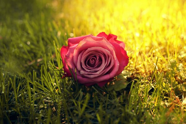 Photo of a beautiful rose on the grass