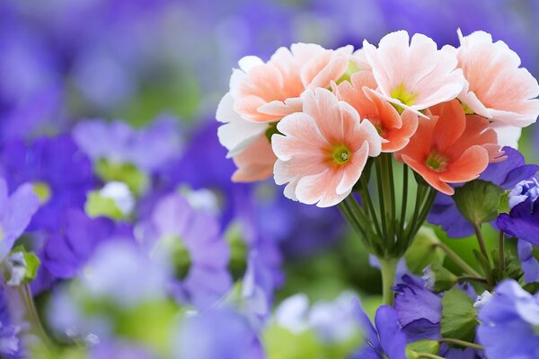 Pink bouquet on a background of blue flowers