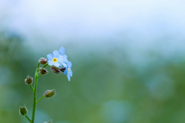 Die zartesten Blumen in der Natur sind blaues Vergissmeinnicht